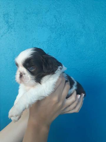 Venda permanente Shihtzu Machos e Femêas