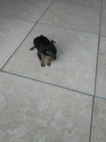 Vendo lindo filhote de pincher machinho 00 - Foto 4