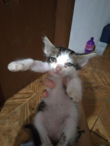 Doação - Foto 5