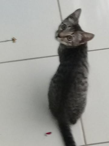Doação de Gato - Foto 5