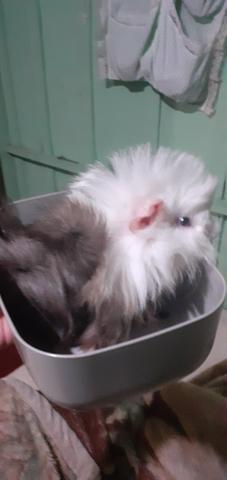 Filhotes de pig de pelo longo - Foto 2
