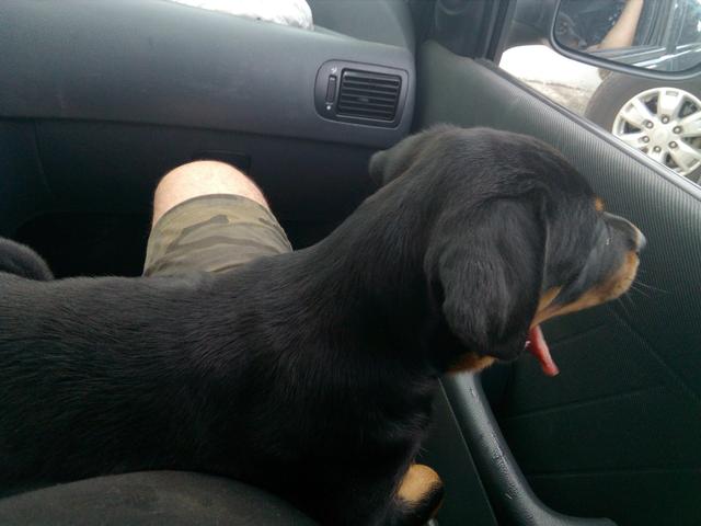 Rott