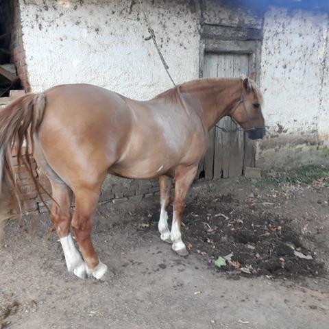 Cavalo Crioulo Gateado - Foto 2