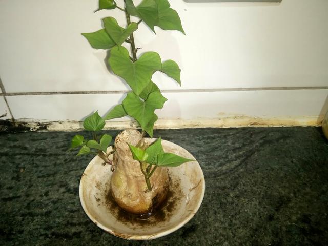 Bonsai de atata doce - Foto 2