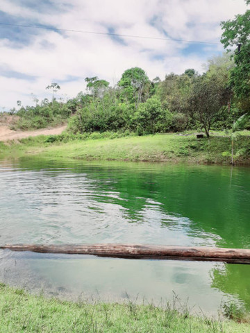 Terreno com uma casa, igarapé, campo, reservas - Foto 4