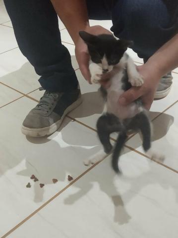 Doação gato Anápolis - Foto 5
