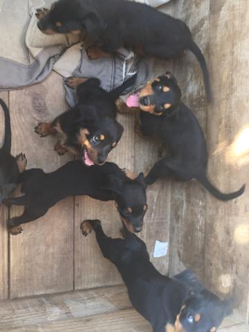 Vendo Rottweilers