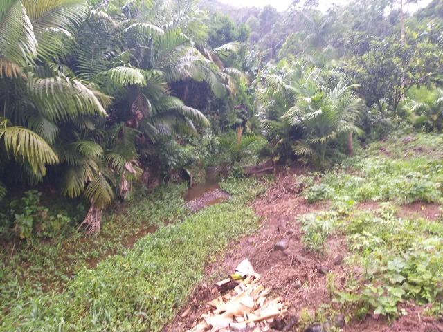 Sitio de 10 hectares no bairro baú em ilhota com plantação de eucalipto - Foto 15