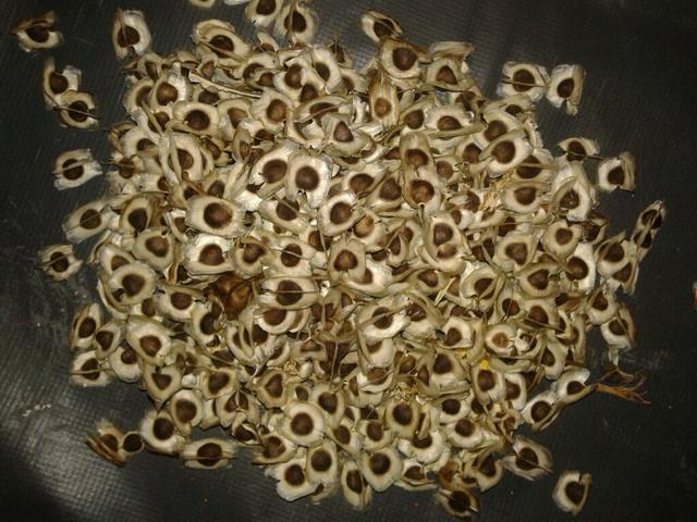 Sementes de morringa