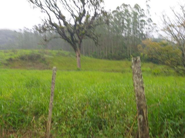 Sitio de 10 hectares no bairro baú em ilhota com plantação de eucalipto - Foto 7