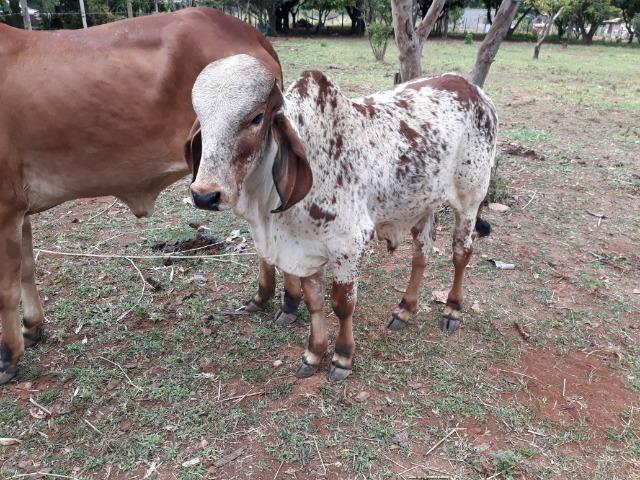 Vacas gir PO registradas e um garrote reprodutor - Foto 2