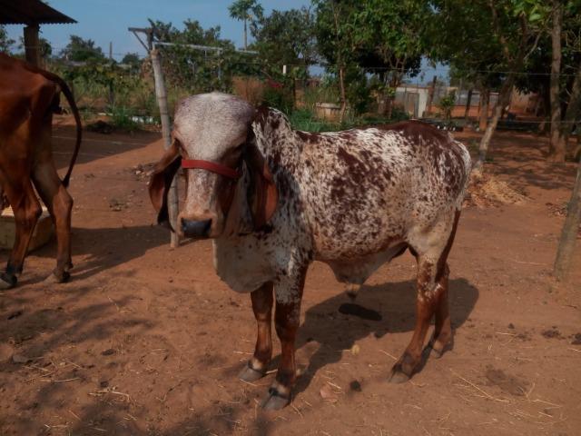 Vacas gir PO registradas e um garrote reprodutor - Foto 3
