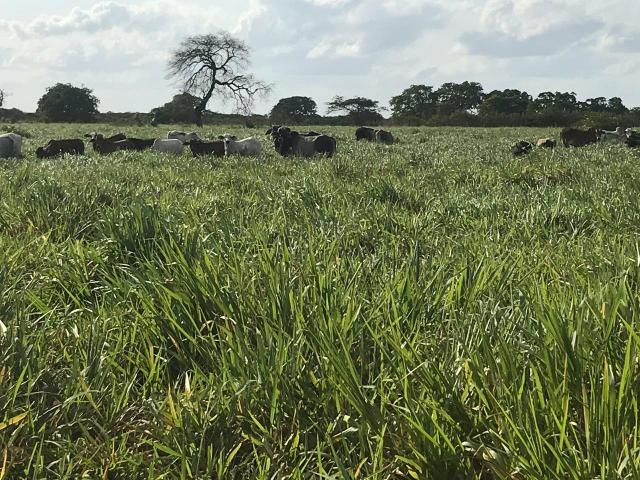 Fazenda com 480 hectares em Bom Jesus-RN