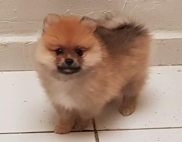 Lindo filhote de Spitz Alemão, com pedigree. Venha Conferir! - Foto 3