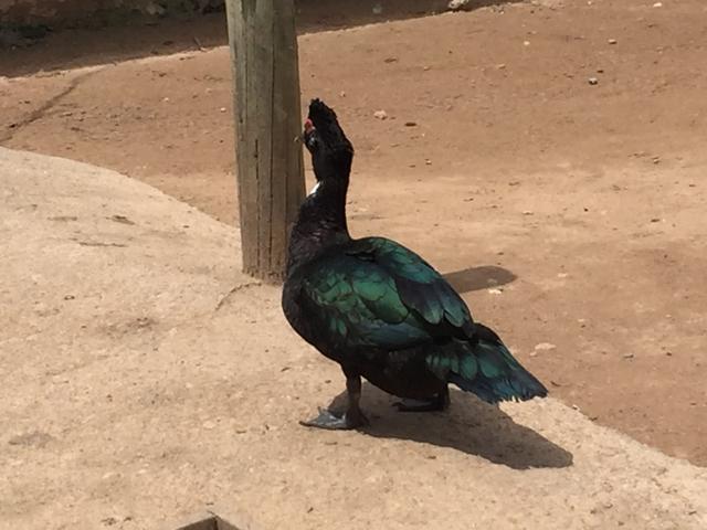 Patos de origem selvagem