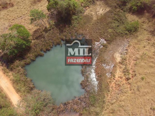 Fazenda à 35 km Goiânia (Beira Rio e Plana) - Foto 6