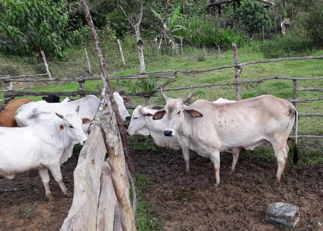 Vendo Gado! com 10 vacas para criar - Foto 4