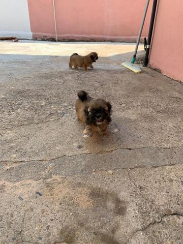 Filhotes de shitszu - Foto 4