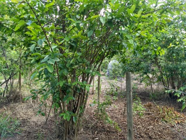 Terreno em Eixo Quebrado - Foto 2