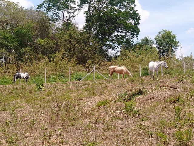 Não fique aí parado venha para Ibiúna SP - Foto 3