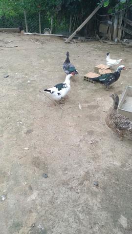 Vendo patos - Foto 2