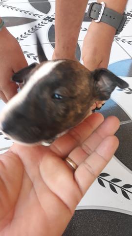 Bull Terrier Inglês - Foto 6