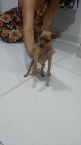 Pinscher 0 com 1 - Foto 3