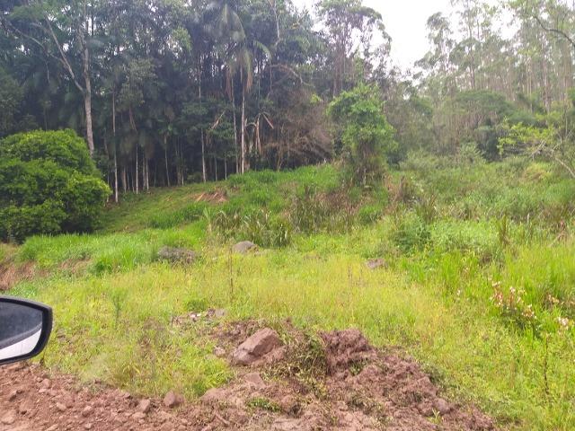 Sitio de 10 hectares no bairro baú em ilhota com plantação de eucalipto - Foto 17