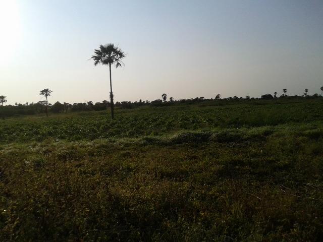 Granja com 11 há em mandú, lagoa de pedras - Foto 6