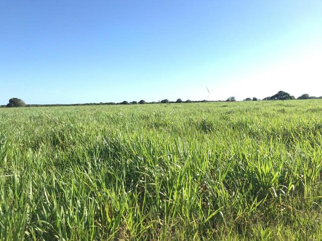 Fazenda com 480 hectares em Bom Jesus-RN - Foto 5