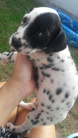 Filhote fêmea de Dalmata