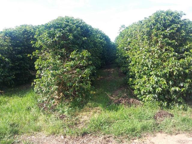 Fazenda Café Sul de Minas - Foto 6