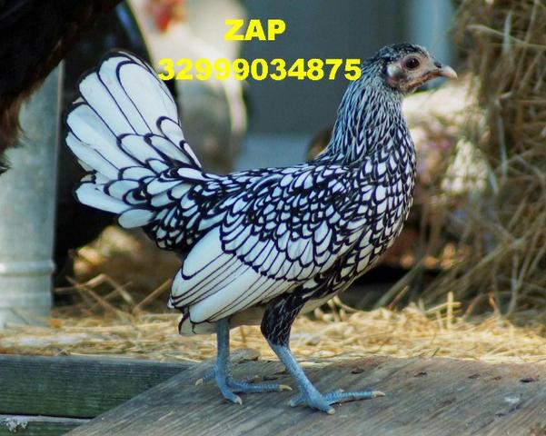 Lindos pintinhos de galinha exotica sebrights para ornamentação de sítios chácaras etc - Foto 3