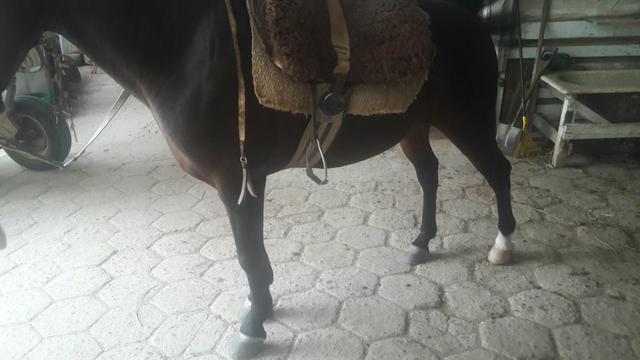 Cavalo Zaino - Foto 6
