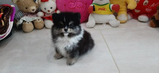 Spitz Alemão