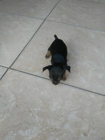 Vendo lindo filhote de pincher machinho 00