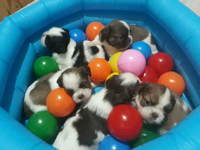 Venda permanente Shihtzu Machos e Femêas - Foto 4