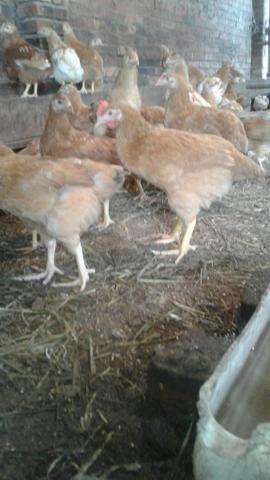 Vendo franguinhas ótimo preço - Foto 2