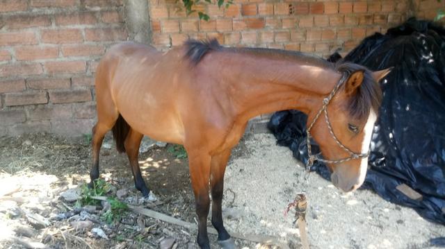 Vendo potro - Foto 5