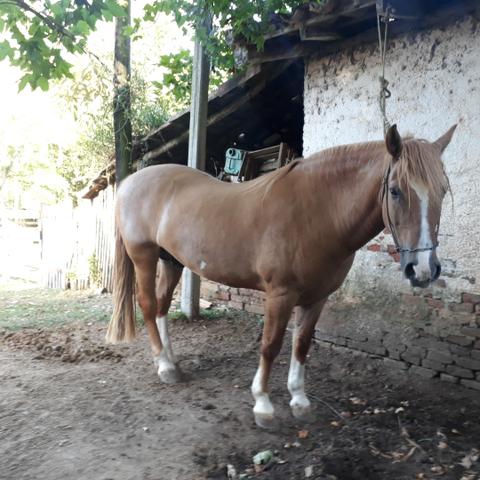 Cavalo Crioulo Gateado - Foto 3