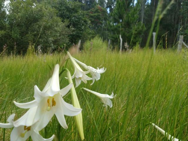 Chalé de campo - Foto 13