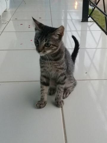 Doação de Gato