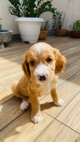 Filhotes de cocker spaniel