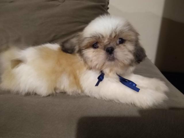 Shi Tzu Miniatura tricolor Zero fucinho