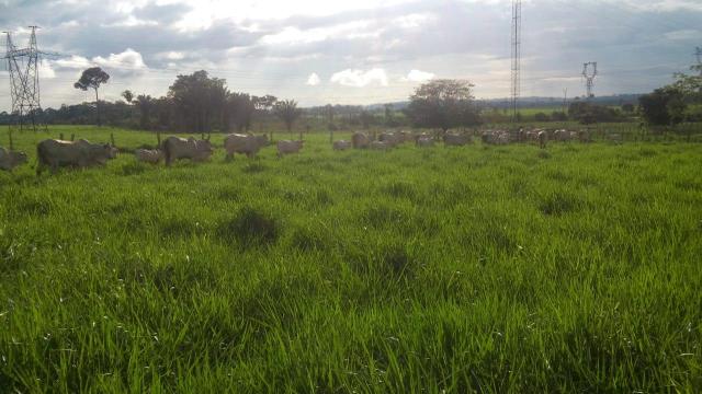 Fazenda 500 Alqueiro Aberto - Foto 4