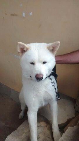Filhote fêmea de Akita Pura!