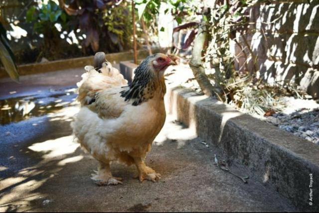 Galinhas Brahma Pintinhos e Franguinhos - Foto 6