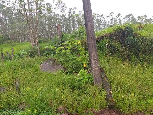 Sitio de 10 hectares no bairro baú em ilhota com plantação de eucalipto - Foto 20