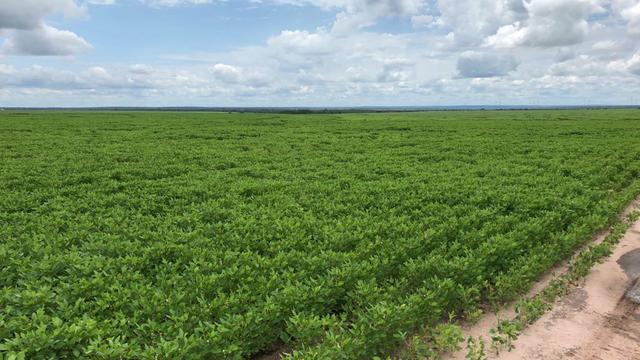 Fazenda em Balsas - Foto 6