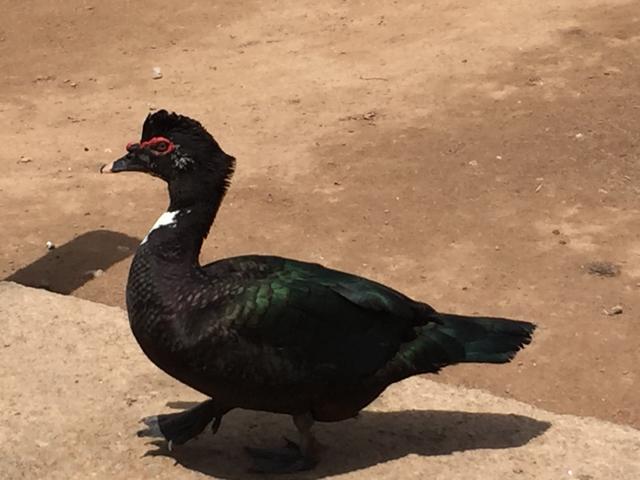 Patos de origem selvagem - Foto 3